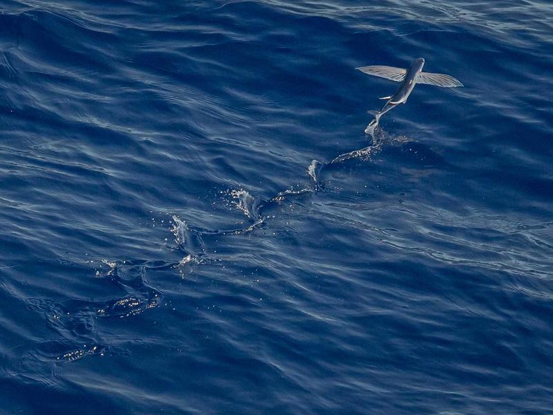 弥生会計 - 取締役